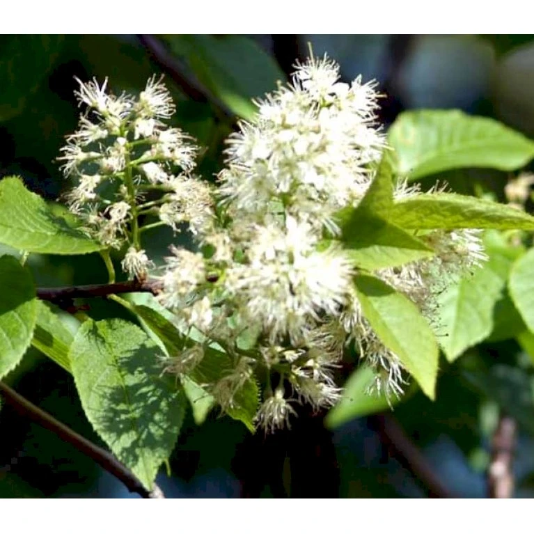 Mandshurisk Kirsebær 'Amber Beauty' Prunus Maackii 'Amber Beauty' Solitær Busk 150-200 Cm. - Med Klump 1 Mandshurisk Kirsebær 'Amber Beauty' Prunus Maackii 'Amber Beauty' Solitær Busk 150-200 Cm. - Med Klump