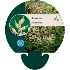 Koreansk Fjerbusk Aruncus Aethusifolius Bakke Med 12 Stk.