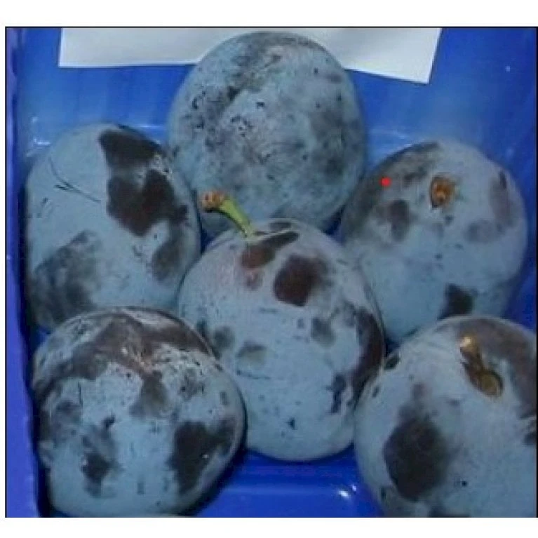 Blomme 'Tophit' Prunus Domestica 'Tophit' 4-8 Grene, 130-170 Cm. 10 Liter Potte. (S.J.A.) 1 Blomme 'Tophit' Prunus Domestica 'Tophit' 4-8 Grene, 130-170 Cm. 10 Liter Potte. (S.J.A.)