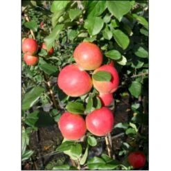 Æble 'Ahrista' Malus X 'Ahrista' 4-8 Grene. 120-160 Cm. Potte, (M7)