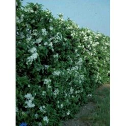 Almindelig Vildpære Pyrus Communis Solitær Busk 125-150 Cm., Med Klump