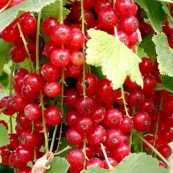 Fremhævede Produkter 4 Ribs 'Jonkheer Van Tets' Ribes Rubrum 'Jonkheer Van Tets' Barrods,- 4-8 Grene