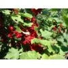 Ribs 'Stanza' Ribes Rubrum 'Stanza' 3,5 Liter Potte