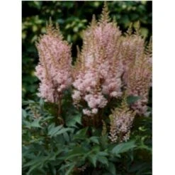 Astilbe 'Look At Me'® Astílbe Aréndsii-hýbrid 'Look At Me'® 1 Liter Potte