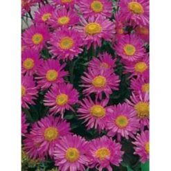 Alpeasters 'Happy End' Aster Alpinus 'Happy End' 9 Cm. Potte -Sirius Butik p173 149 aster alpinus happy end 0581