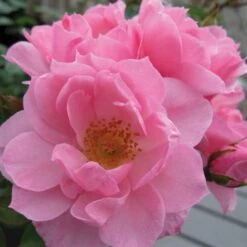 'I Need You'™ Rosa X 'I Need You'™ (Bunddækkerose) A-Kvalitet,- Barrods Roser Min. 3 Grene 10 'I Need You'™ Rosa X 'I Need You'™ (Bunddækkerose) A-Kvalitet,- Barrods Roser Min. 3 Grene -Sirius Butik p17469 51550 rosa x i need you bunddaekkerose c422