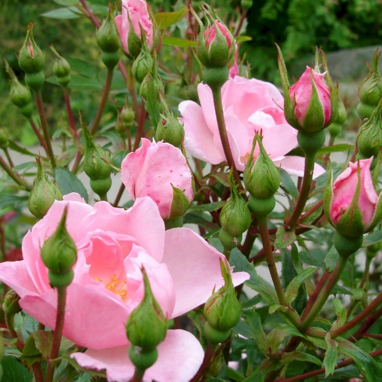 'I Need You'™ Rosa X 'I Need You'™ (Bunddækkerose) A-Kvalitet,- Barrods Roser Min. 3 Grene 5 'I Need You'™ Rosa X 'I Need You'™ (Bunddækkerose) A-Kvalitet,- Barrods Roser Min. 3 Grene - Billede 5