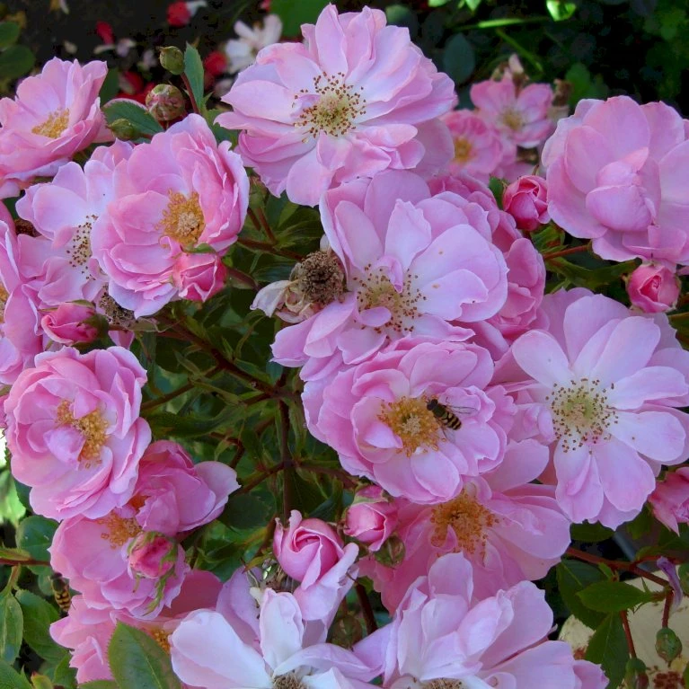 'I Need You'™ Rosa X 'I Need You'™ (Bunddækkerose) A-Kvalitet,- Barrods Roser Min. 3 Grene 6 'I Need You'™ Rosa X 'I Need You'™ (Bunddækkerose) A-Kvalitet,- Barrods Roser Min. 3 Grene - Billede 6