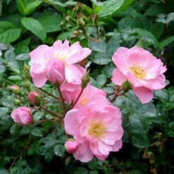 'I Need You'™ Rosa X 'I Need You'™ (Bunddækkerose) A-Kvalitet,- Barrods Roser Min. 3 Grene 13 'I Need You'™ Rosa X 'I Need You'™ (Bunddækkerose) A-Kvalitet,- Barrods Roser Min. 3 Grene -Sirius Butik p17469 51553 rosa x i need you bunddaekkerose 8f15