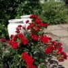 'Lady In Red'™ Rosa X 'Lady In Red'™ (Bunddækkerose) A-Kvalitet,- Barrods Roser Min. 3 Grene