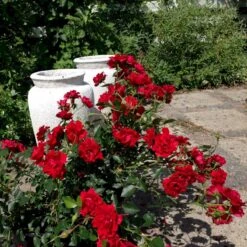 'Lady In Red'™ Rosa X 'Lady In Red'™ (Bunddækkerose) A-Kvalitet,- Barrods Roser Min. 3 Grene