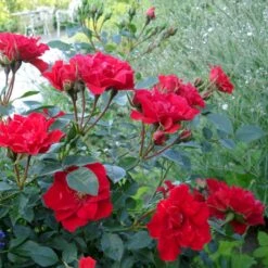 'Lady In Red'™ Rosa X 'Lady In Red'™ (Bunddækkerose) A-Kvalitet,- Barrods Roser Min. 3 Grene -Sirius Butik p17470 51583 rosa x lady in red bunddaekkerose 8f69