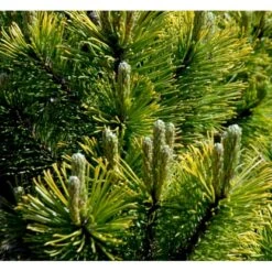 Bjergfyr 'Winter Gold' Pinus Mugo 'Winter Gold' (dværgform) Potte 2,0 Liter,- 15-20 Cm. -Sirius Butik p17686 43675 pinus mugo winter gold dvaergform 30d3