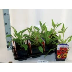 Purpursolhat 'Cheyenne Spirit' Echinacea Hybrid 'Cheyenne Spirit' 1 Liter Potte 5 Purpursolhat 'Cheyenne Spirit' Echinacea Hybrid 'Cheyenne Spirit' 1 Liter Potte -Sirius Butik p17738 21488 echinacea hyb cheyenne spirit 3237