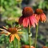 Purpursolhat 'Cheyenne Spirit' Echinacea Hybrid 'Cheyenne Spirit' 1 Liter Potte