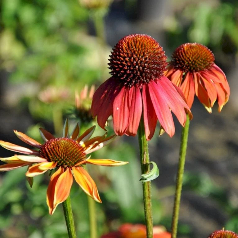 Purpursolhat 'Cheyenne Spirit' Echinacea Hybrid 'Cheyenne Spirit' 1 Liter Potte 1 Purpursolhat 'Cheyenne Spirit' Echinacea Hybrid 'Cheyenne Spirit' 1 Liter Potte