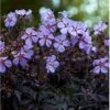 Eng-Storkenæb 'Midnight Reiter' (rødt Løv) Geranium Pratense 'Midnight Reiter' 1 Liter Potte