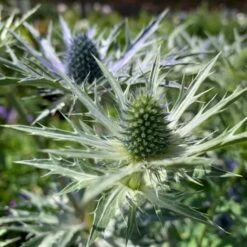 Mandstro 'Big Blue' Eryngium Zabelii 'Big Blue'® 1 Liter Potte -Sirius Butik p17743 48913 eryngium zabelii big blue daff