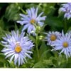 Storbladet Asters 'Twilight' Aster Macrophyllus 'Twilight' 1 Liter Potte