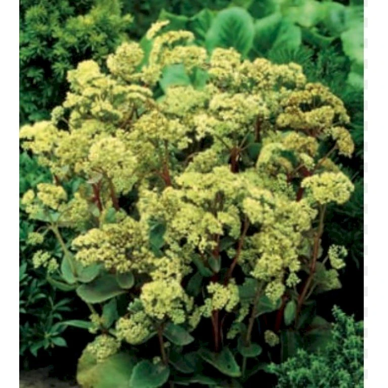 Sankthansurt 'Seduction Green-Yellow' Sedum T. 'Seduction Green-yellow' 1 Liter Potte 1 Sankthansurt 'Seduction Green-Yellow' Sedum T. 'Seduction Green-yellow' 1 Liter Potte