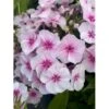 Høstfloks Phlox Pani. Adessa® 'Pink Star' 1 Liter Potte