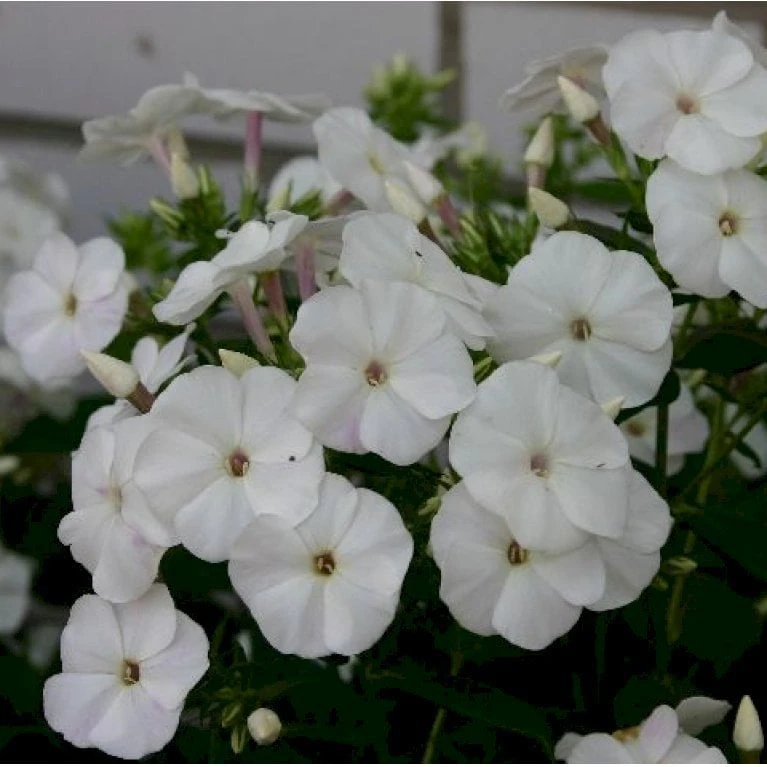 Høstfloks Phlox Pani. Adessa® White 1 Liter Potte 1 Høstfloks Phlox Pani. Adessa® White 1 Liter Potte