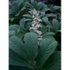 Finnet Bronceblad Rodgersia Pinnata 'Alba' 1 Liter Potte