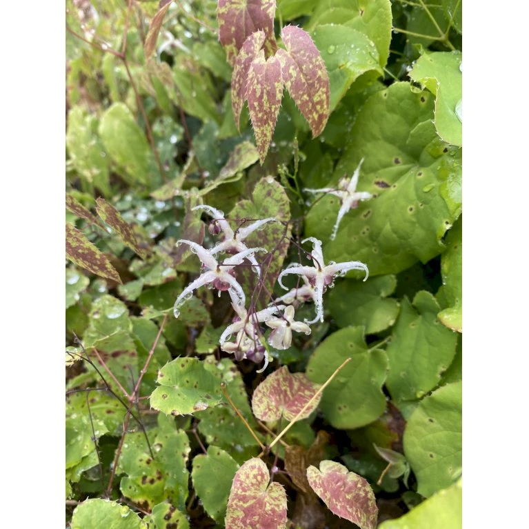 Bispehue, Rød/brunt Løv Epimedium Hybrid 'Domino' 10 Cm. Potte 1 Bispehue, Rød/brunt Løv Epimedium Hybrid 'Domino' 10 Cm. Potte