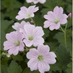 Storkenæb 'Dreamland' Geranium Hybrid 'Dreamland'® 1 Liter Potte