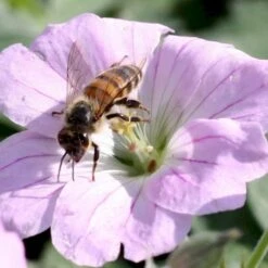 Storkenæb 'Dreamland' Geranium Hybrid 'Dreamland'® 1 Liter Potte -Sirius Butik p17807 36182 geranium hybrid dreamland 3d55
