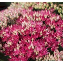 Sankthansurt 'Class Act' Sedum Hybrid 'Class Act'® 1 Liter Potte