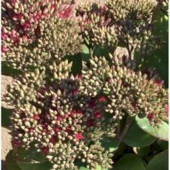 Sankthansurt 'Class Act' Sedum Hybrid 'Class Act'® 1 Liter Potte -Sirius Butik p17812 40162 sedum hybrid class act ff7f