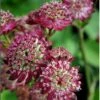 Stjerneskærm 'Star Of Beauty' Astrantia Hybrid 'Star Of Beauty'® 1 Liter Potte