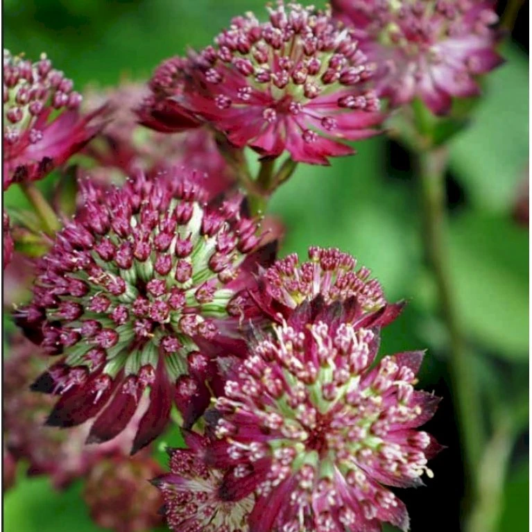 Stjerneskærm 'Star Of Beauty' Astrantia Hybrid 'Star Of Beauty'® 1 Liter Potte 1 Stjerneskærm 'Star Of Beauty' Astrantia Hybrid 'Star Of Beauty'® 1 Liter Potte