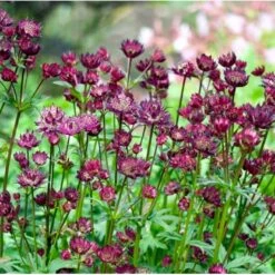 Stjerneskærm 'Star Of Beauty' Astrantia Hybrid 'Star Of Beauty'® 1 Liter Potte 6 Stjerneskærm 'Star Of Beauty' Astrantia Hybrid 'Star Of Beauty'® 1 Liter Potte -Sirius Butik p17844 39656 astrantia hybrid star of beauty 7c00