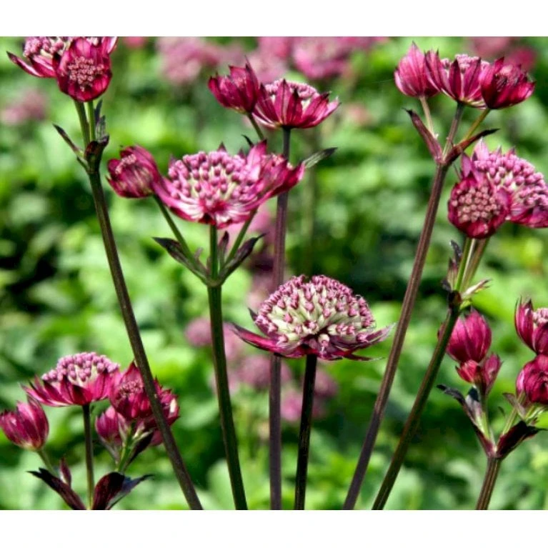 Stjerneskærm 'Star Of Beauty' Astrantia Hybrid 'Star Of Beauty'® 1 Liter Potte 4 Stjerneskærm 'Star Of Beauty' Astrantia Hybrid 'Star Of Beauty'® 1 Liter Potte - Billede 4