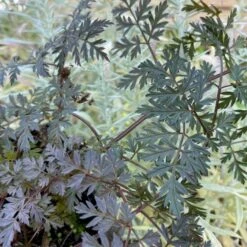 Vild Kørvel, Mørkt Løv Anthriscus Sylv. 'Ravenswing' 1 Liter Potte -Sirius Butik p17873 53528 anthriscus sylv ravenswing a0f9