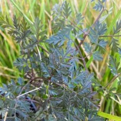 Vild Kørvel, Mørkt Løv Anthriscus Sylv. 'Ravenswing' 1 Liter Potte -Sirius Butik p17873 53529 anthriscus sylv ravenswing 9cbf