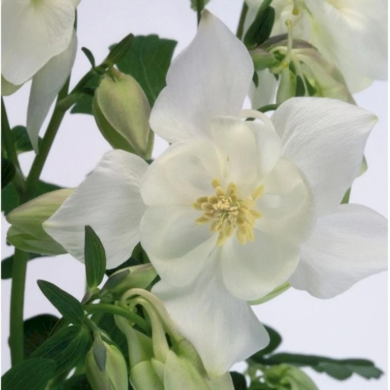 Akeleje 'Spring Magie White' Aquilegia Caer. 'Spring Magie White' 1 Liter Potte 1 Akeleje 'Spring Magie White' Aquilegia Caer. 'Spring Magie White' 1 Liter Potte