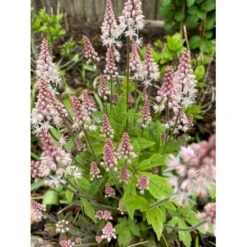 Skumblomst 'Spring Symphony' Tiarella Cor.'Spring Symphony'® 1 Liter Potte -Sirius Butik p17877 39580 tiarella cor spring symphony 4232