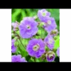Eng-Storkenæb 'Summer Skies' Geranium Pratense 'Summer Skies'® 1 Liter Potte