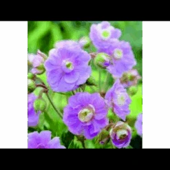 Eng-Storkenæb 'Summer Skies' Geranium Pratense 'Summer Skies'® 1 Liter Potte