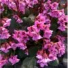 Kæmpestenbræk 'Rosi Klose' Bergenia Hybrid 'Rosi Klose' 1 Liter Potte