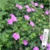 Storkenæb Hybrid 'Blushing Turtle' Geranium Hybrid 'Blushing Turtle'® 1 Liter Potte