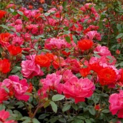 'Looking In Your Eyes'™ Rosa X 'looking In Your Eyes'™ (Buketrose) A-Kvalitet,- Barrods Roser Min. 3 Grene