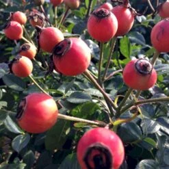 'Looking In Your Eyes'™ Rosa X 'looking In Your Eyes'™ (Buketrose) A-Kvalitet,- Barrods Roser Min. 3 Grene -Sirius Butik p17929 51612 rosa x looking in your eyes buketrose 498f