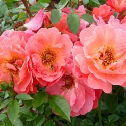 'Looking In Your Eyes'™ Rosa X 'looking In Your Eyes'™ (Buketrose) A-Kvalitet,- Barrods Roser Min. 3 Grene -Sirius Butik p17929 51613 rosa x looking in your eyes buketrose 7de1