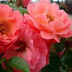 'Looking In Your Eyes'™ Rosa X 'looking In Your Eyes'™ (Buketrose) A-Kvalitet,- Barrods Roser Min. 3 Grene -Sirius Butik p17929 51614 rosa x looking in your eyes buketrose 0f49