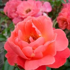 'Looking In Your Eyes'™ Rosa X 'looking In Your Eyes'™ (Buketrose) A-Kvalitet,- Barrods Roser Min. 3 Grene -Sirius Butik p17929 51615 rosa x looking in your eyes buketrose 35d1