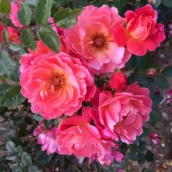 'Looking In Your Eyes'™ Rosa X 'looking In Your Eyes'™ (Buketrose) A-Kvalitet,- Barrods Roser Min. 3 Grene -Sirius Butik p17929 51616 rosa x looking in your eyes buketrose fc96